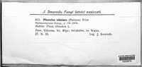 Phyllotopsis nidulans image